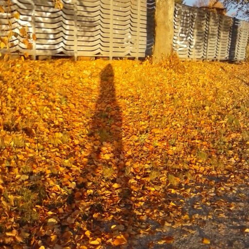 Großer Schatten einer Person auf Herbstlaub in orange und gelb in der Abendsonne, im Hintergrund sind Bäume und ein Zaun zu sehen.