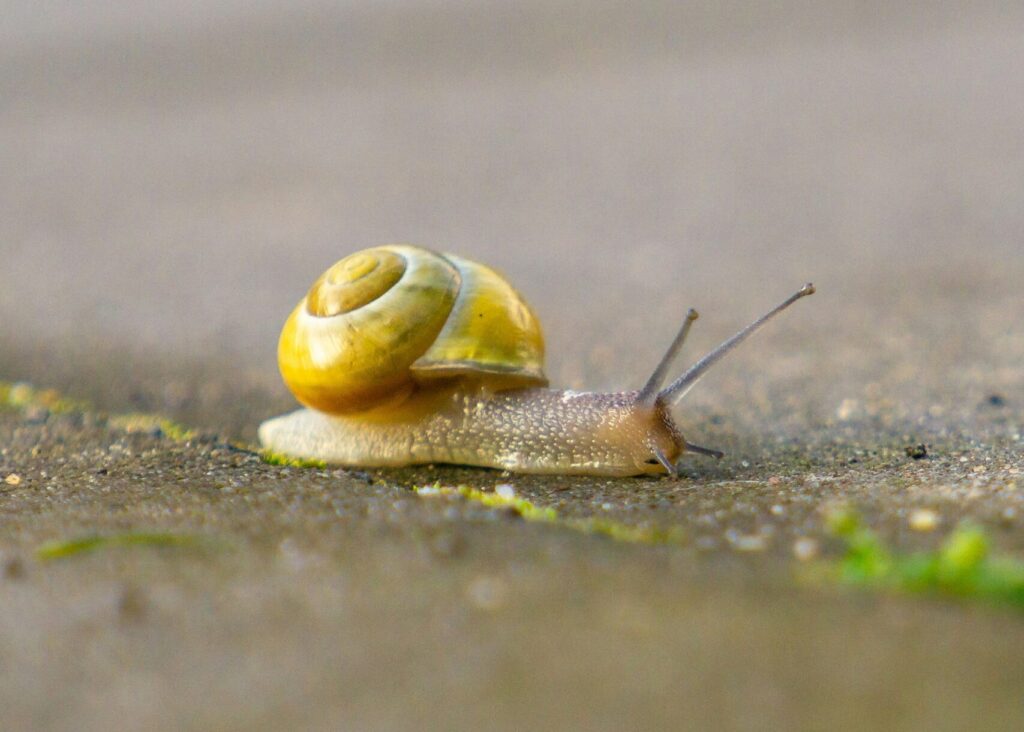 Schnecke mit gelbem Häuschen kriecht am Boden